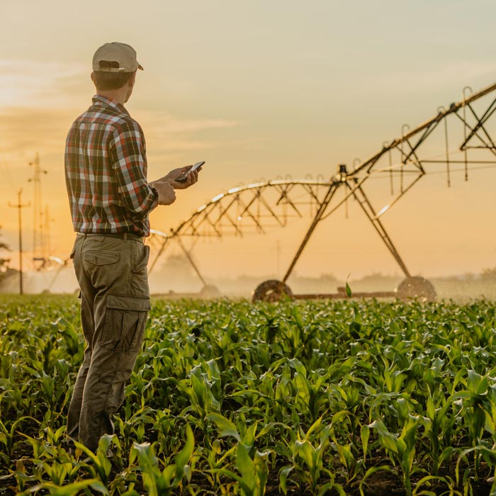 A Farmer Stands in a Cornfield with an Irrigation System Visible in the Background.